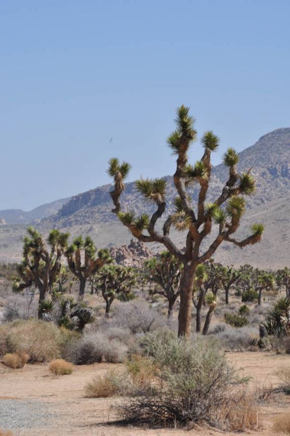 A bela árvore que dá nome ao parque, no Joshua Tree National Park, região de Pioneertown, na Califórnia - Estados Unidos
